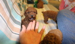 在线观看泰迪熊,温馨回忆与成长之旅